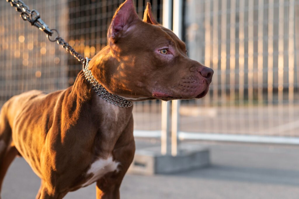 Justiça obriga Prefeitura de Juiz de Fora a acolher cães de grande porte