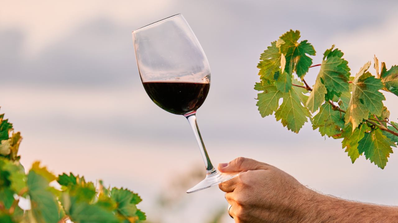 JF Wine Festival 2025