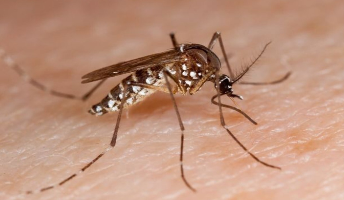 5 mortes por dengue em Juiz de Fora são investigadas