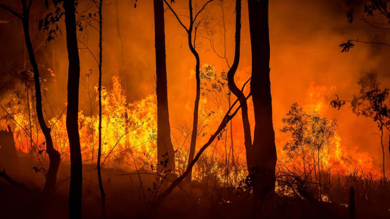 Incendio Vegetacao Juiz de Fora