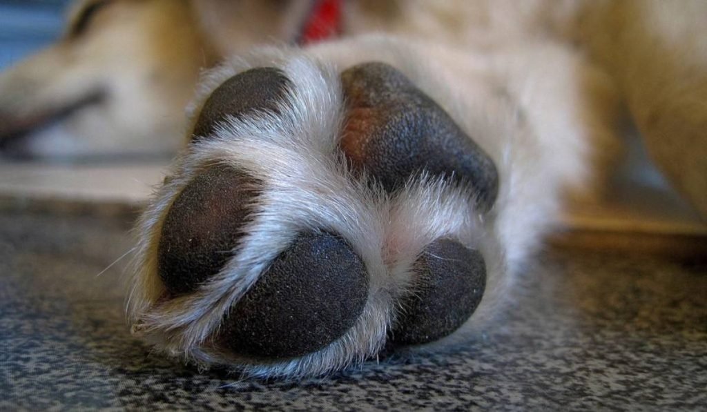 Cadela era dócil e autor afirmou tê-la matado porque não gosta de cães