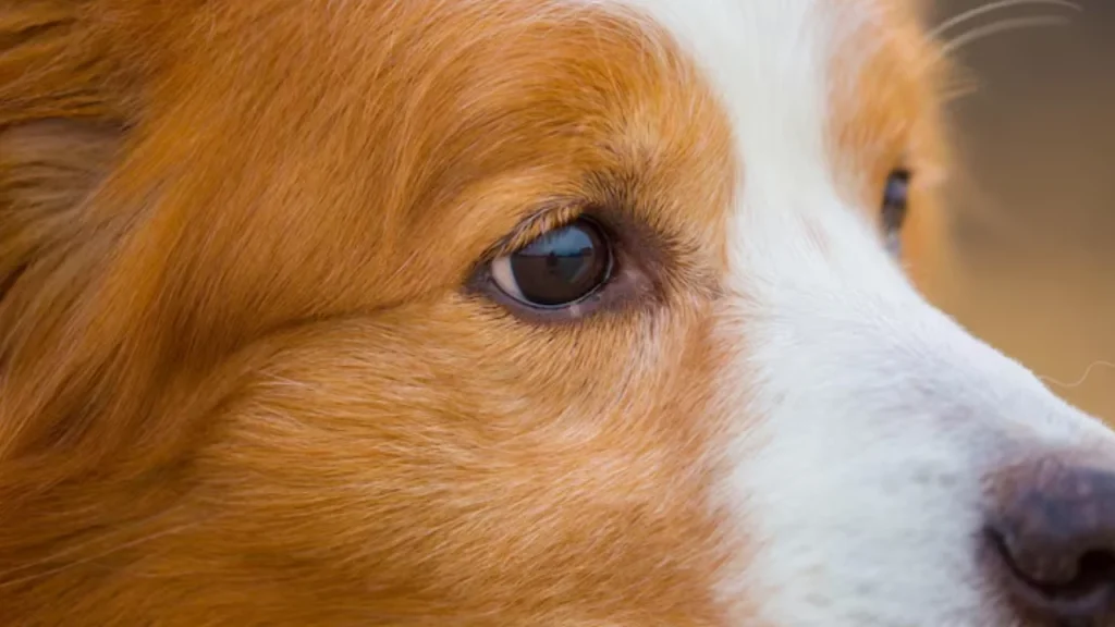 Farmacia Popular Veterinária em Juiz de Fora