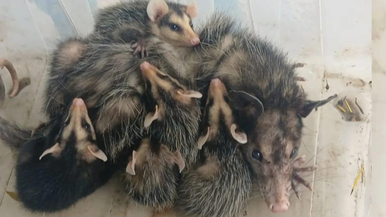 Gambás em Juiz de Fora