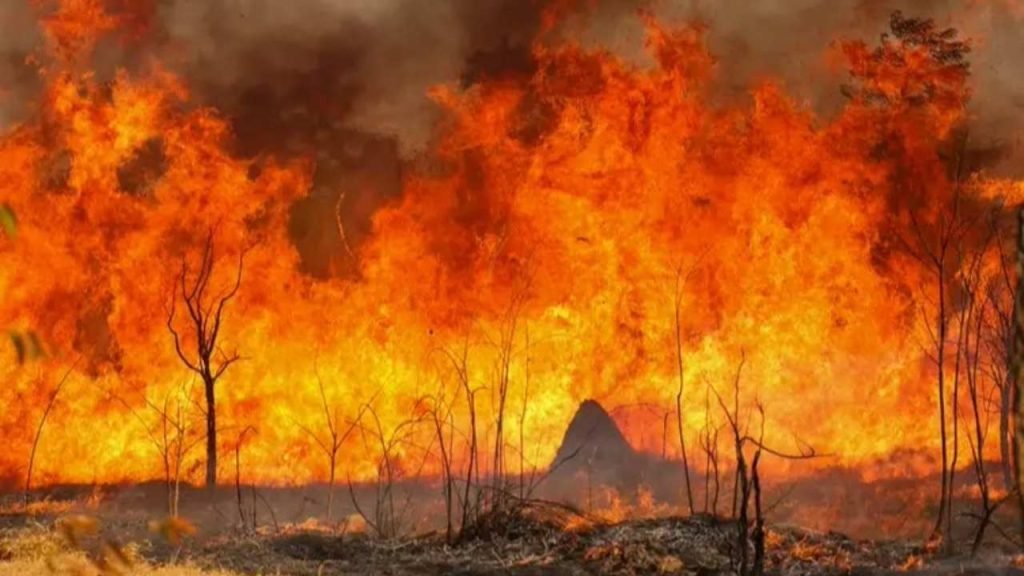 Incêndio destrói cerca de 30 mil árvores na região de Chapéu D’uvas 9 incendio