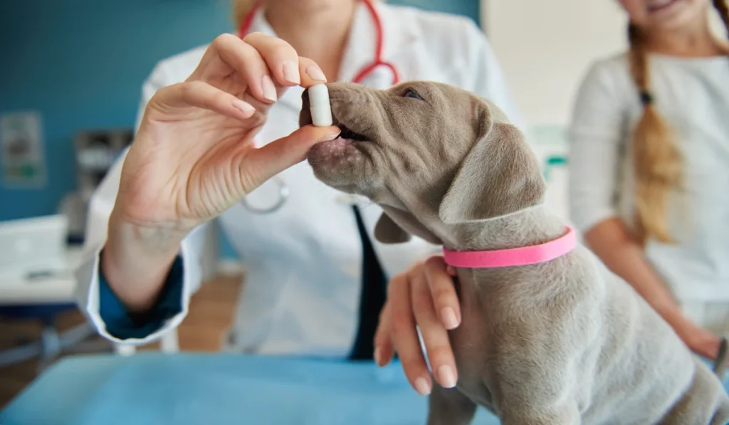 Farmácia Popular Veterinária em Juiz de Fora