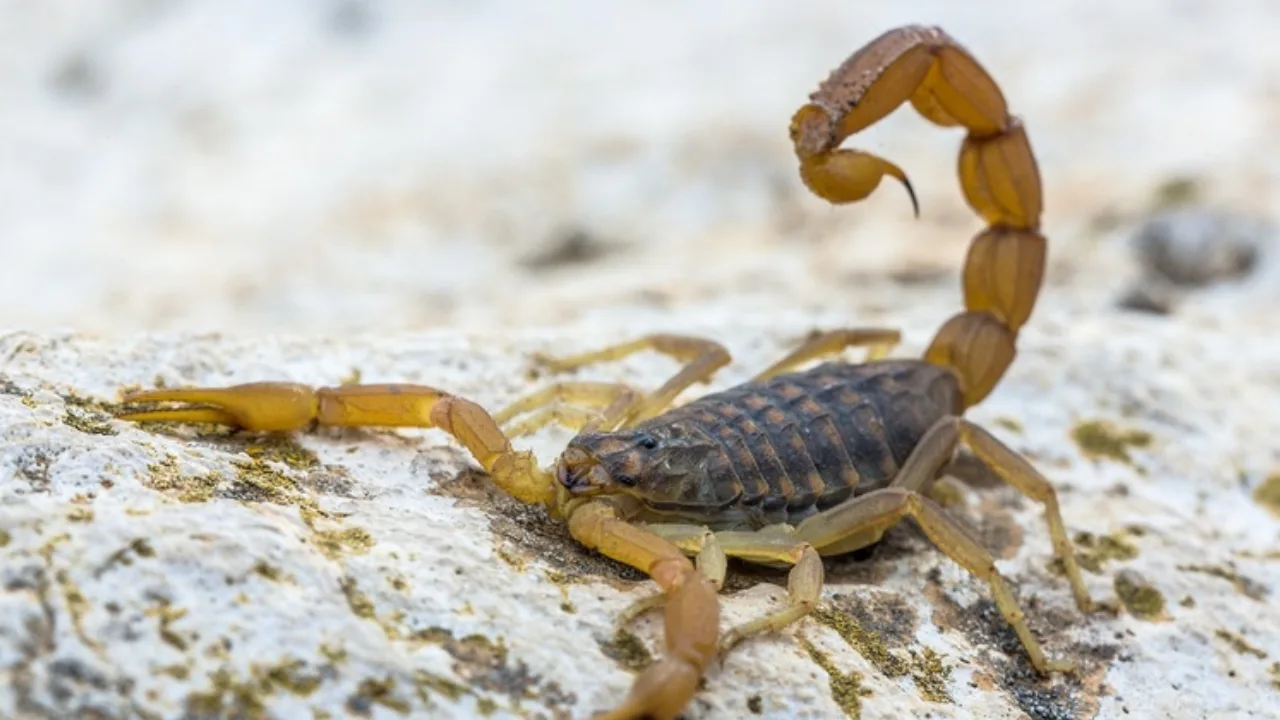 Picada de Escorpiao aumentou Brasil