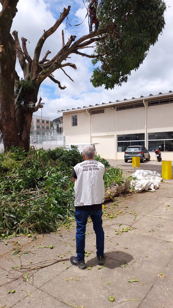 árvore centenária no Granbery foi cortada