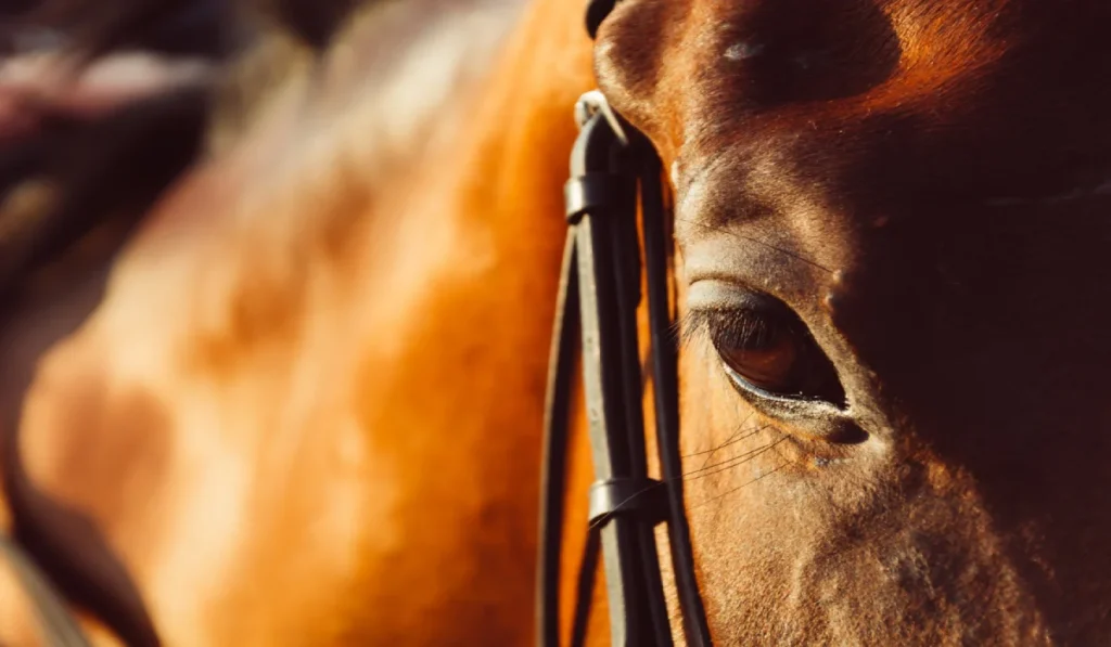 Cavalo foi morto a tiros no distrito de Monte Verde, em Juiz de Fora