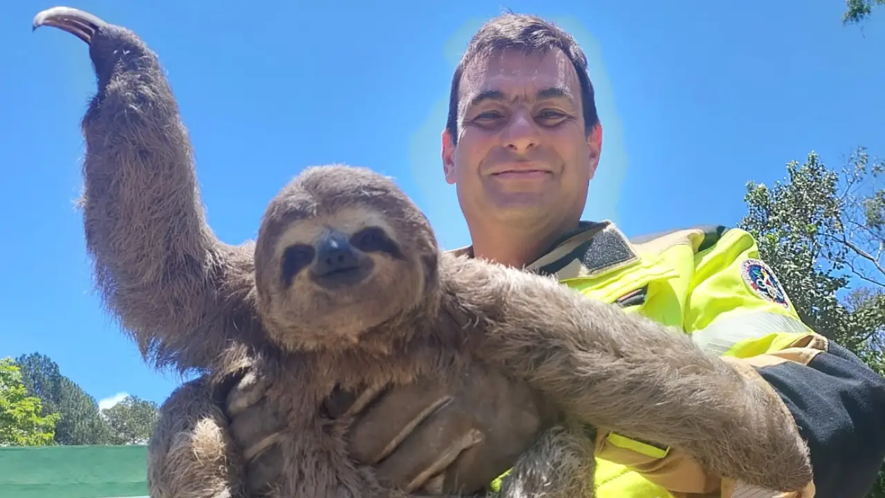 bicho preguiça em juiz de fora