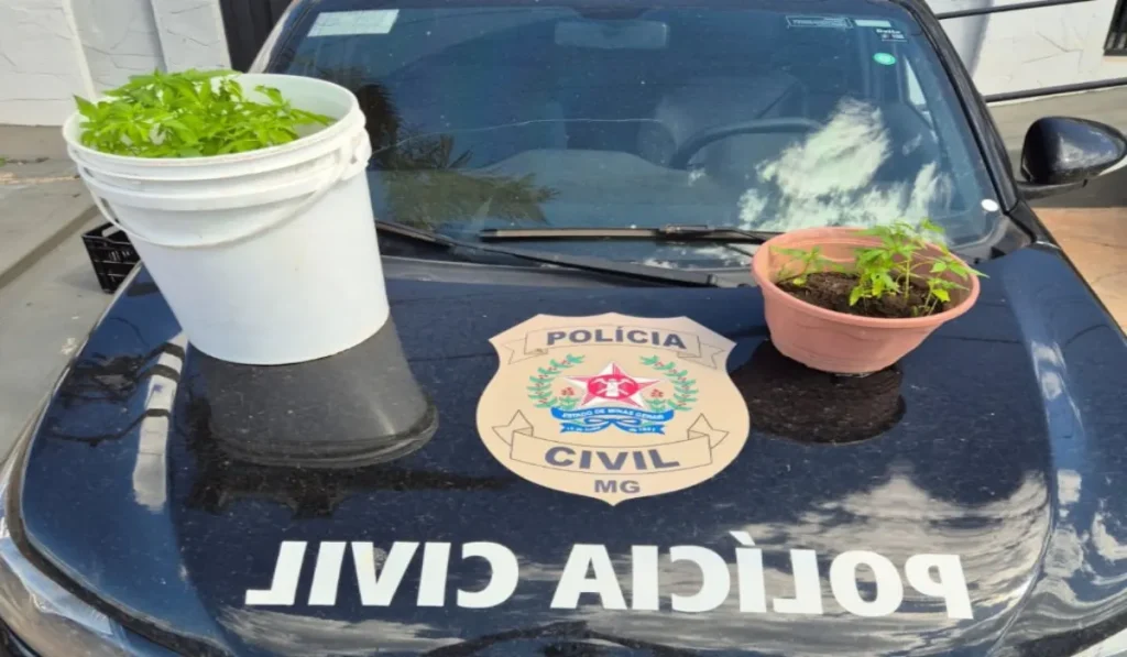 Homem é preso após agredir de maneira brutal a ex-esposa; PC apreendeu pés de maconha com ele 4 homem foi preso suspeito de agredir a ex-esposa em Andrelandia