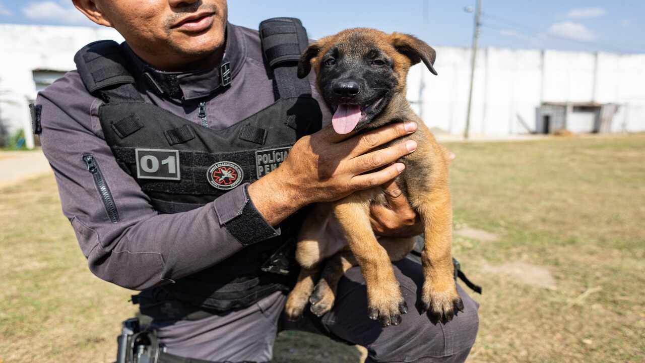 Servidores denunciam desabastecimento de ração para cães do GOC em Minas Gerais
