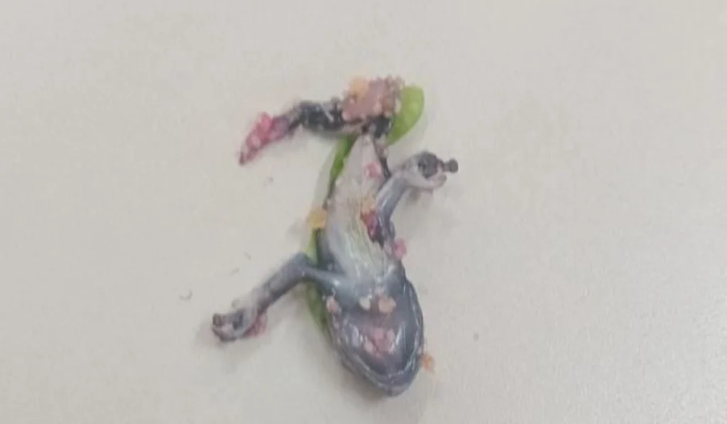 Animal foi encontrado em comida no IF Sudeste MG