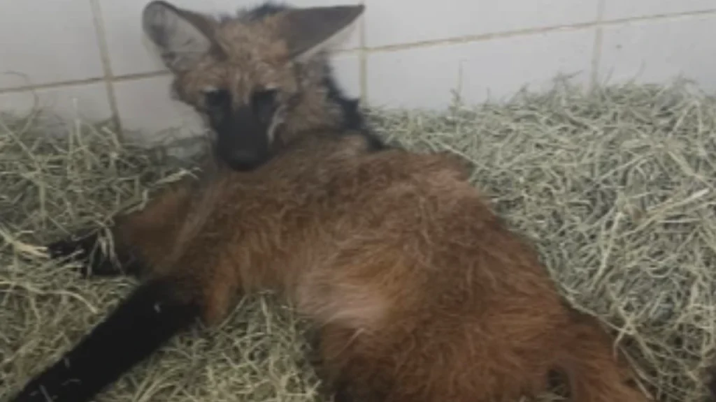 atropelamento lobo-guará juiz de fora