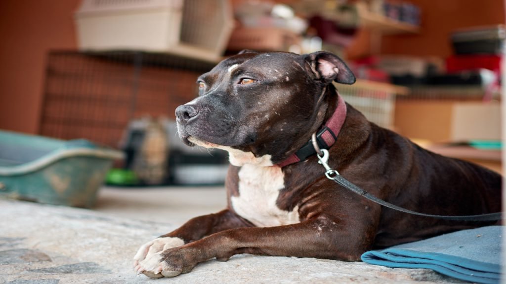 Pitbull é resgatado após ser abandonado por 4 dias no Centro de Juiz de Fora 3 Câmara de Juiz de Fora aprova regras para posse e circulação de cães