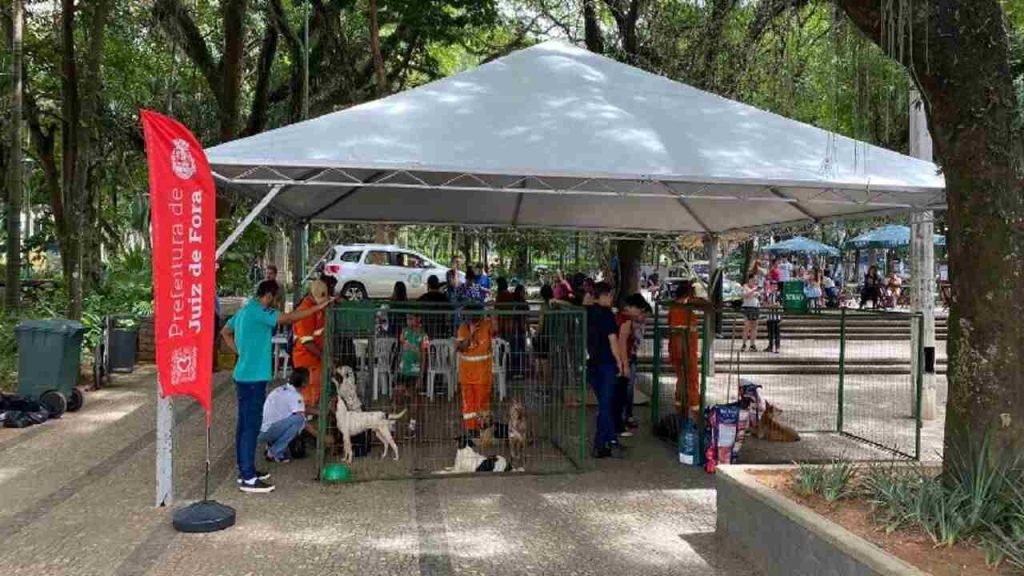 Canil Municipal de Juiz de Fora registra 579 adoções e mais de 2 mil resgates de animais