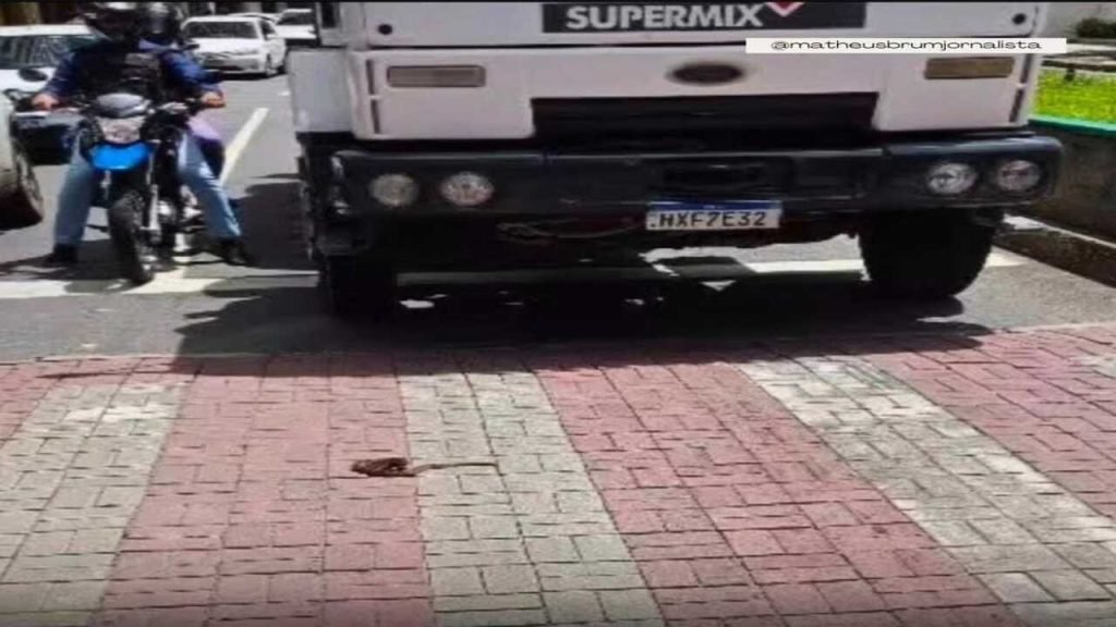 Cobra cascavel é vista atravessando avenida no Centro de Juiz de Fora