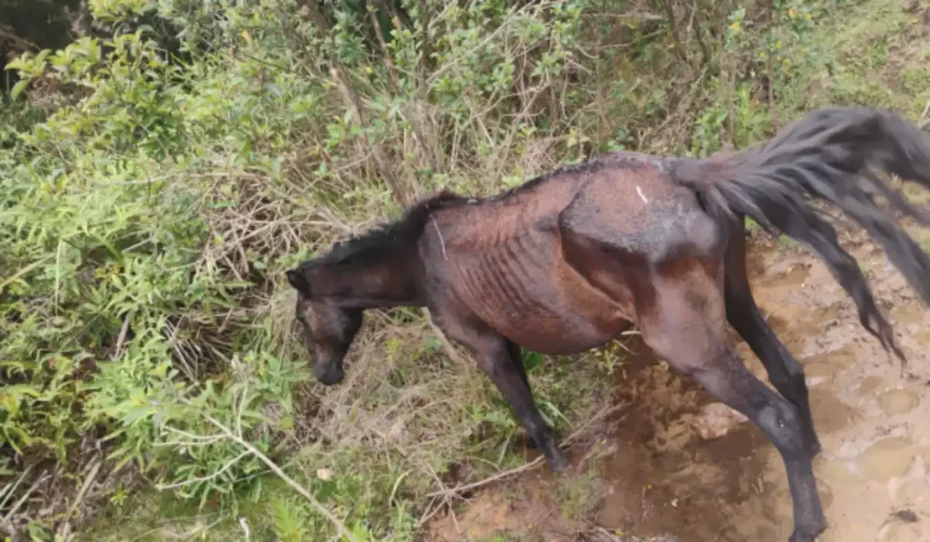 animais desnutridos bom jardim de minas