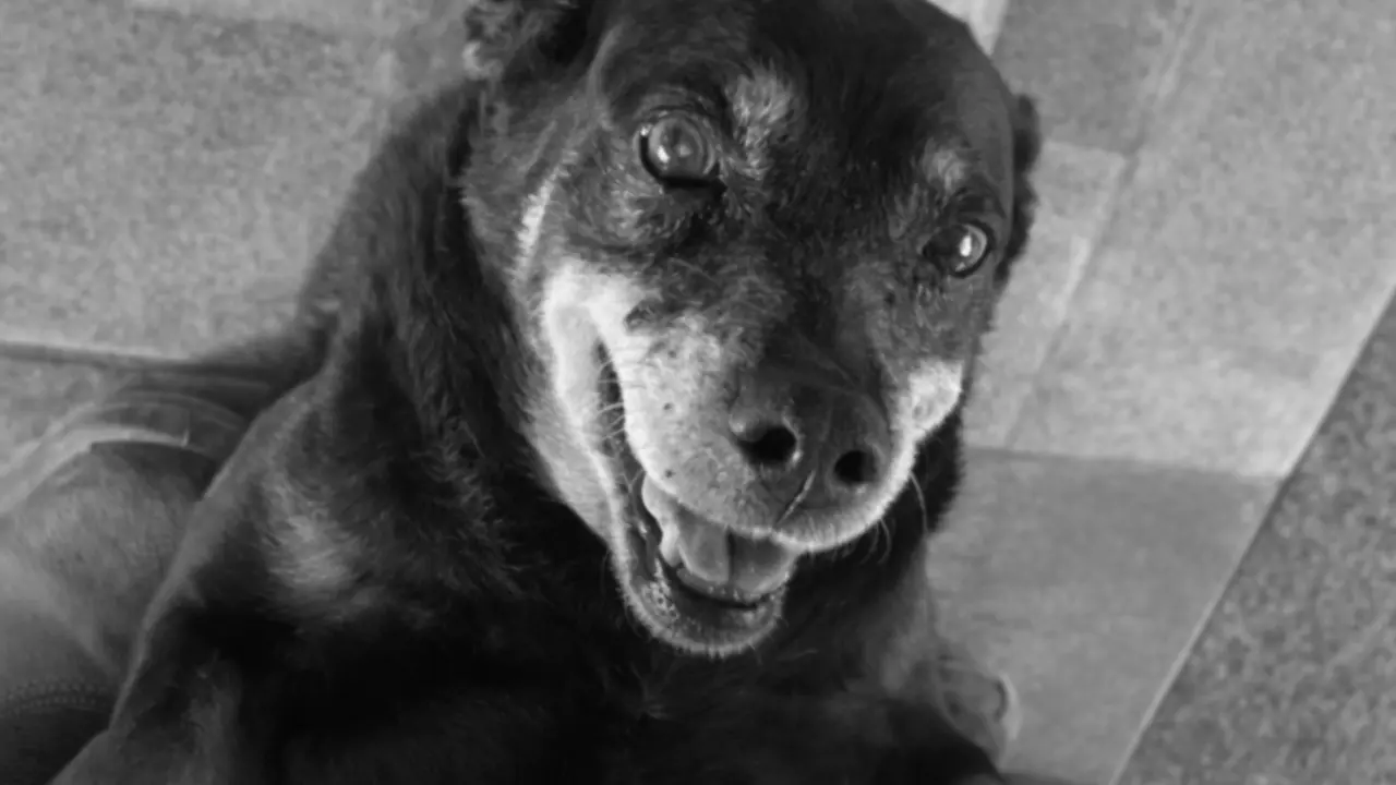 pretinha cadela cemiterio municipal juiz de fora