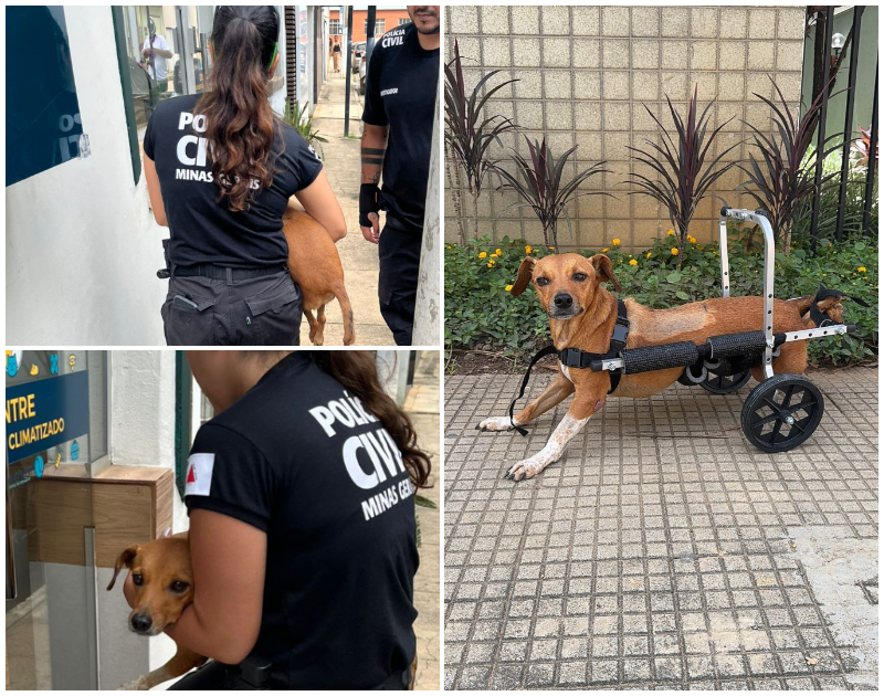 cadela paraplégica recuperada em Ubá