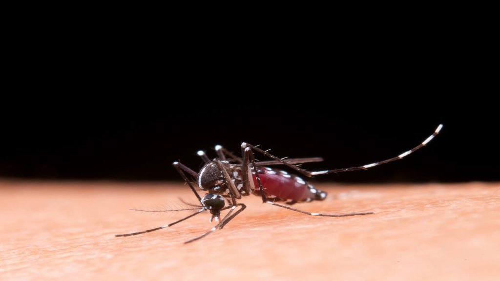Brasil registra queda nos casos de dengue em janeiro de 2026