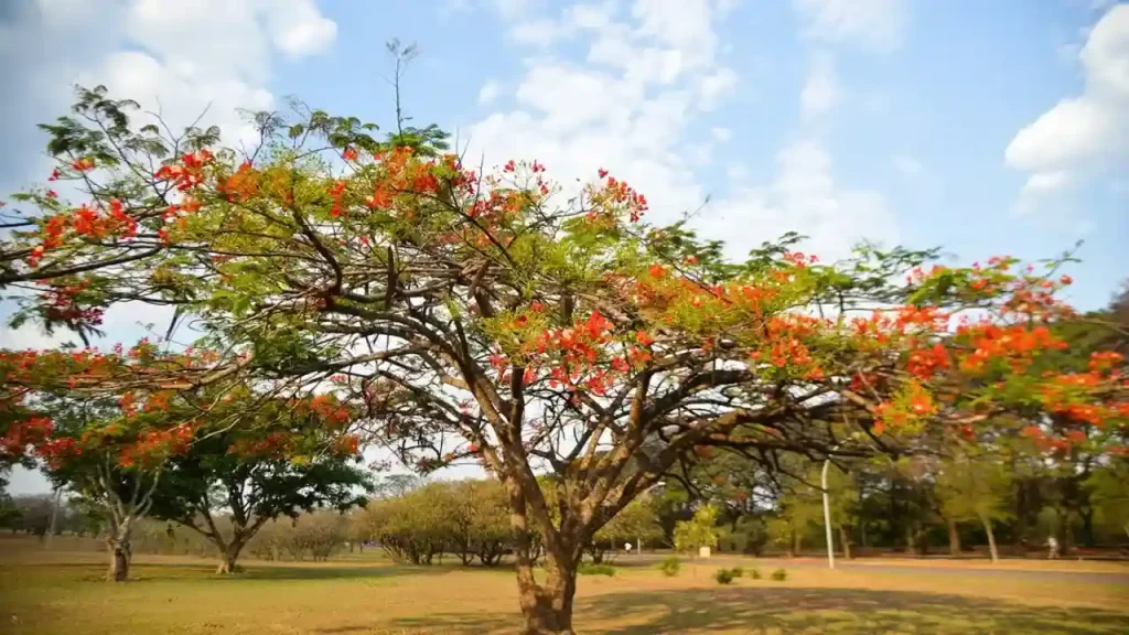Outono começou nesta sexta e previsão aponta menos chuvas e mudança no clima