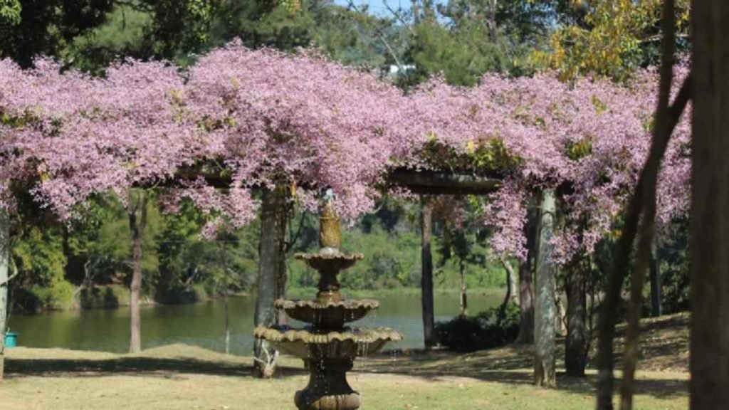 parque da lajinha reabertura juiz de fora