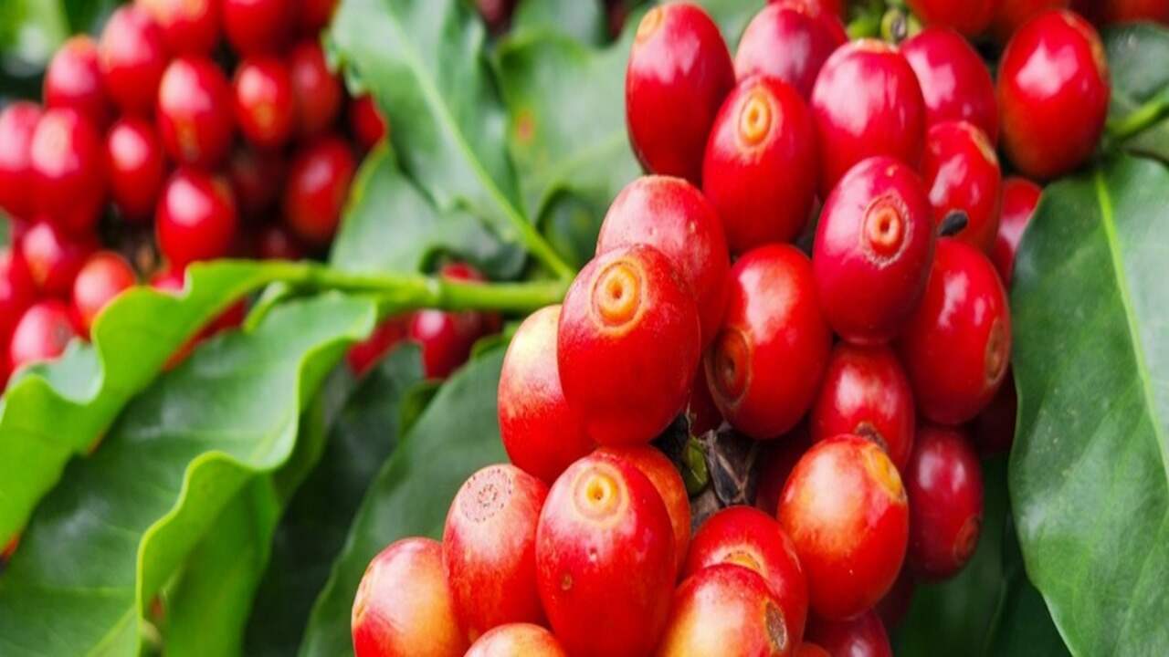 Exportações do agronegócio mineiro recuam em volume no 1º trimestre de 2026, apesar de alta participação na receita