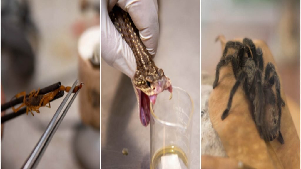 Minas Gerais lidera número de acidentes com animais peçonhentos e acende alerta em 2026