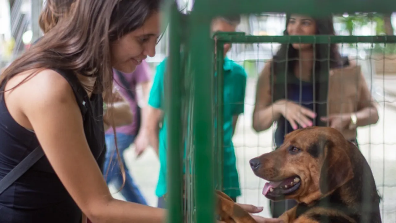 adocao animais juiz de fora