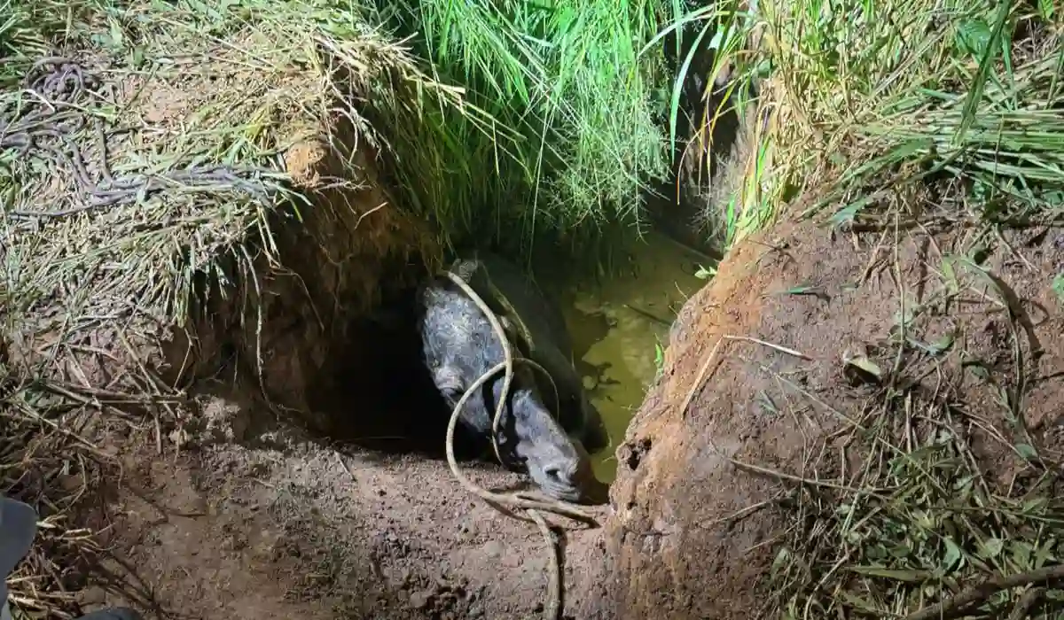 Cavalo salvo pelos Bombeiros em Juiz de Fora