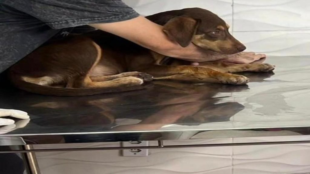 Motociclista relata dificuldade para conseguir atendimento a cachorro atropelado em Juiz de Fora