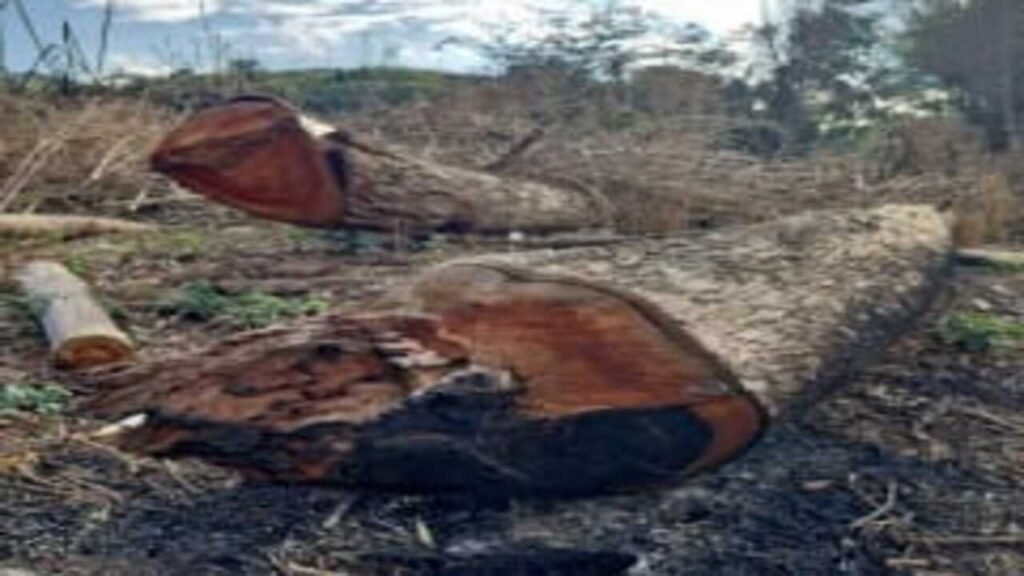 Homem é indiciado por incêndio que atingiu área de vegetação em Juiz de Fora