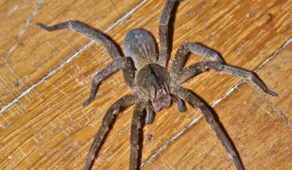 Animais peçonhentos em juiz de fora