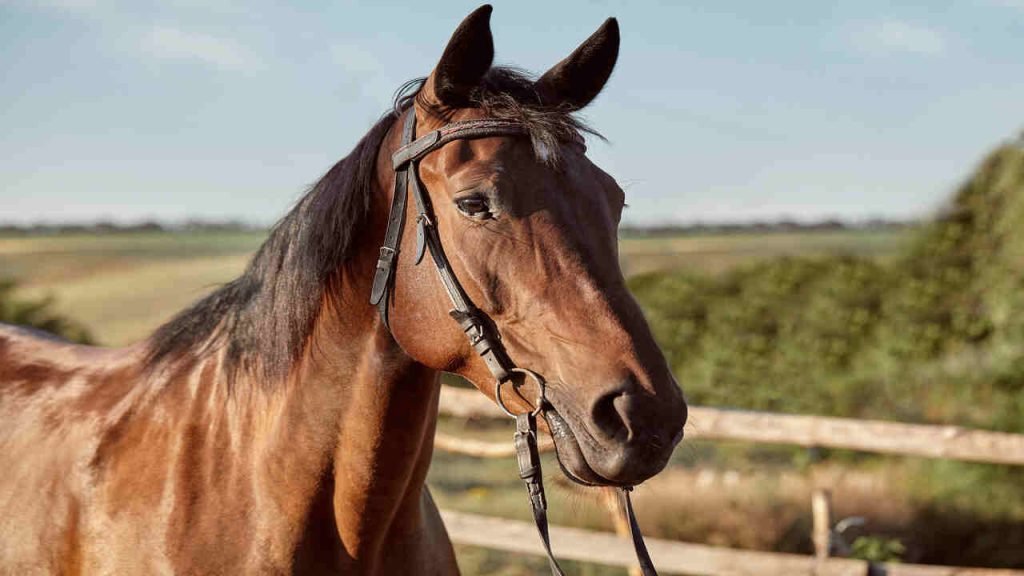 PJF abre processo para adoção de cavalos e outros animais de grande porte
