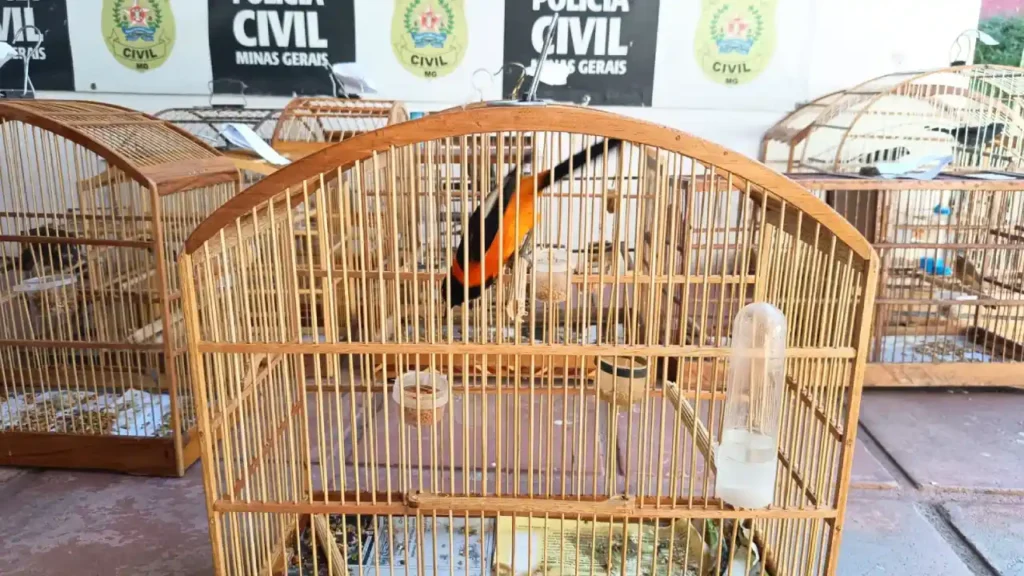 aves silvestres policia civil