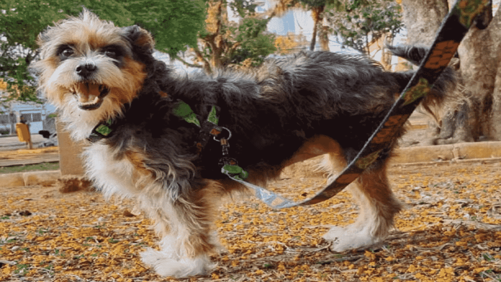 Juiz de Fora cria lei que estabelece punições para ataques provocados por cães