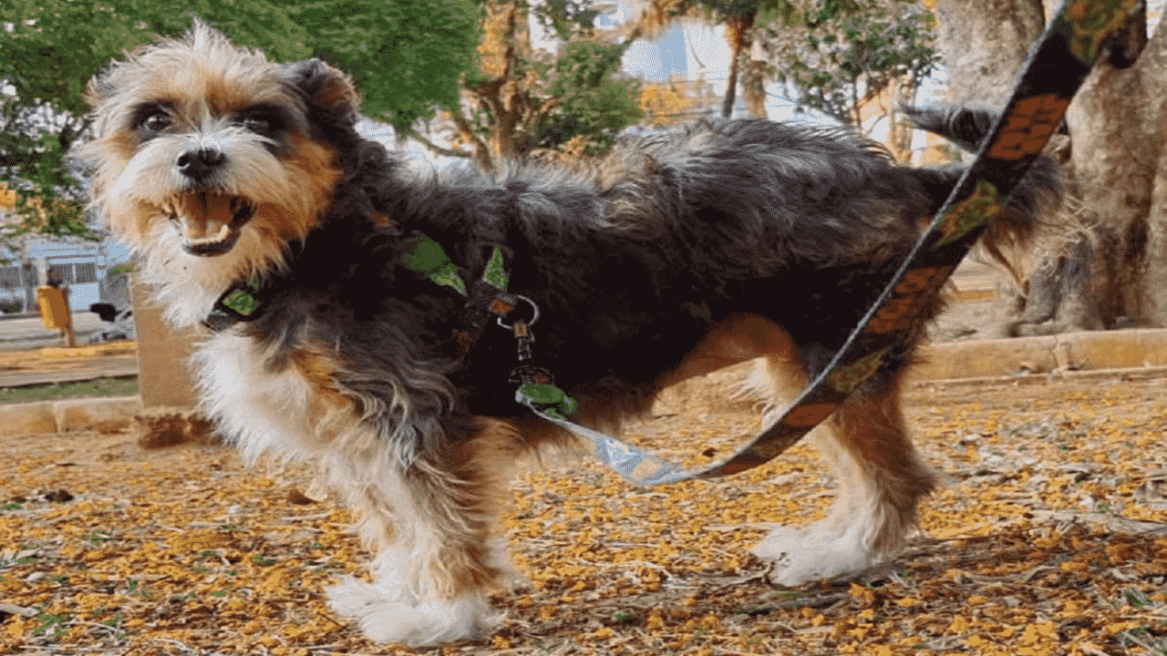 Juiz de Fora cria lei que estabelece punições para ataques provocados por cães
