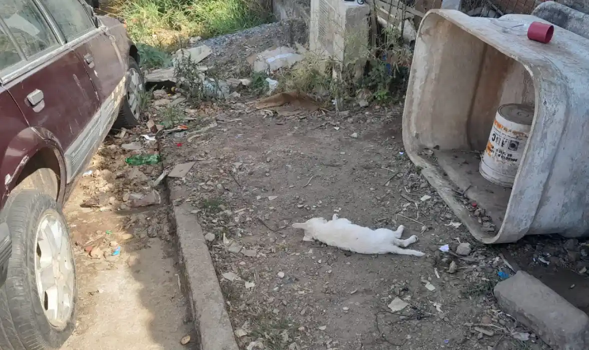 homem foi preso por matar cadela em madre de deus de minas