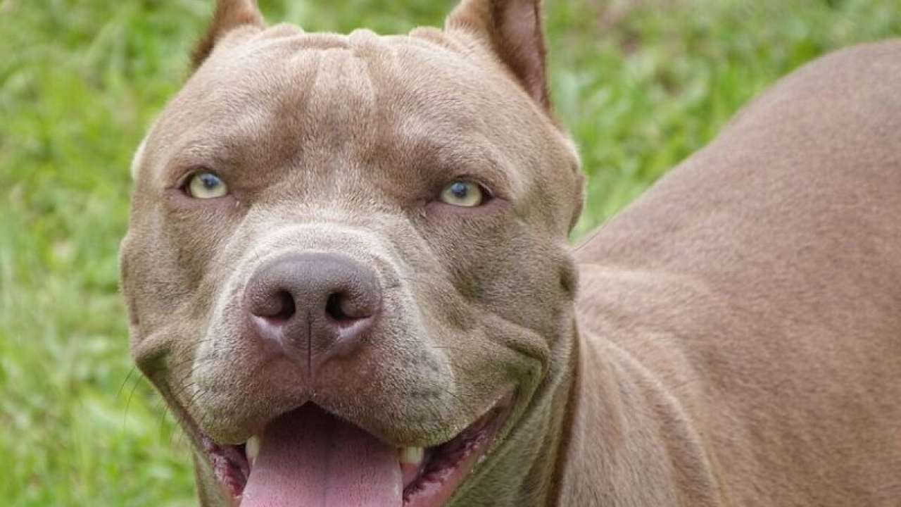 idoso ataque pitbull rio novo