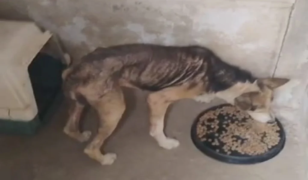 cão encontrado em péssimo estado de saúde em Bom Jardim de Minas
